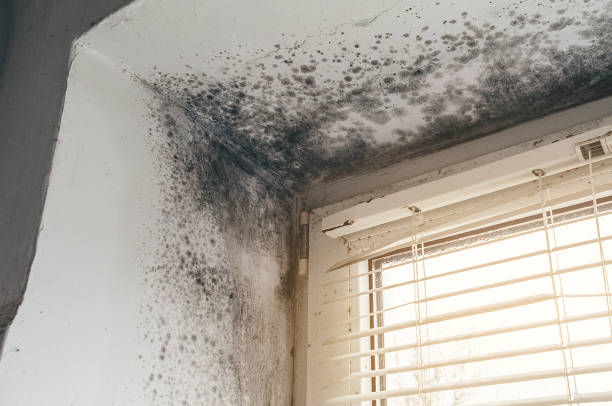 Trusted Black Mold Removal service in Brush Prairie, WA - Cheap Mold Removal